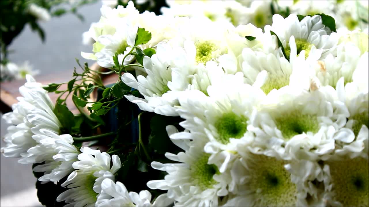 Close-up of Hands Arranging a Bouquet of White Chrysanthemums