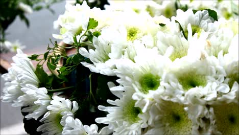 close-up of hands arranging a bouquet of white chrysanthemums