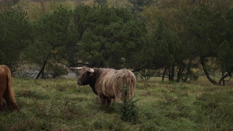 Este-Clip-Muestra-Ganado-De-Las-Tierras-Altas-De-Galloway-Pastando-En-Un-Tranquilo-Paisaje-Danés-En-Un-Día-Lluvioso.