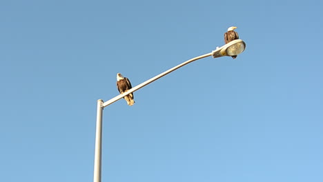 a pair of bald eagles on kodiak island alaska sit together on a streetlight in town