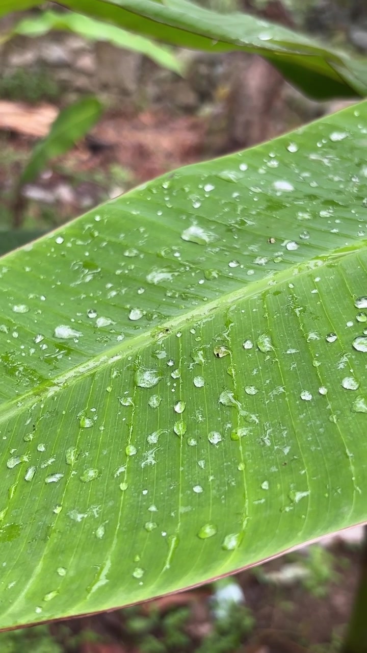 Gotas de agua fresca sobre una hoja verde grande