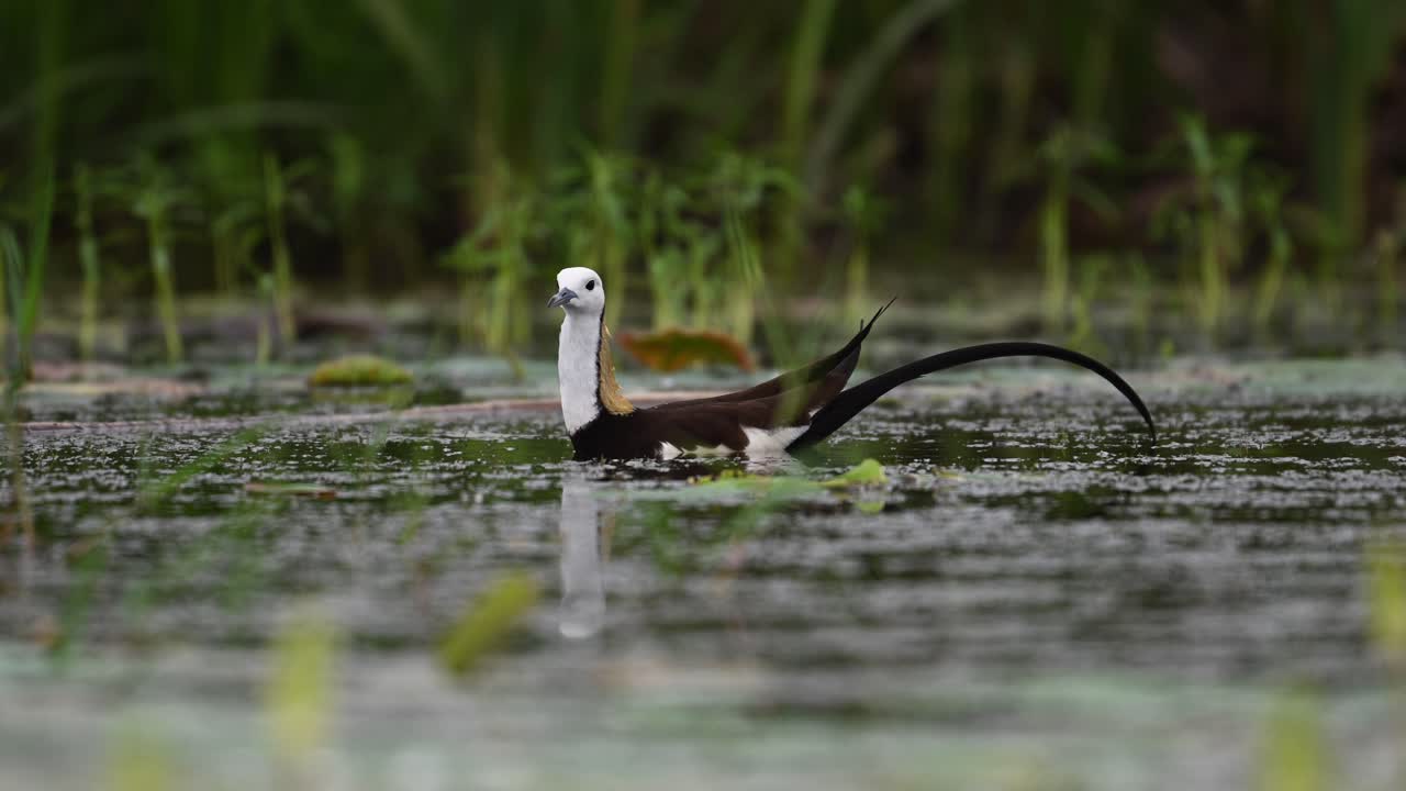 Jacana bird focuses on finding food in dense floating vegetation