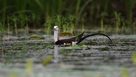 jacana bird focuses on finding food in dense floating vegetation