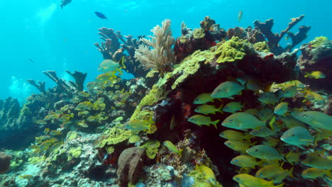 School-of-yellowtail-snappers-on-a-reef-in-Cancun-Mexico