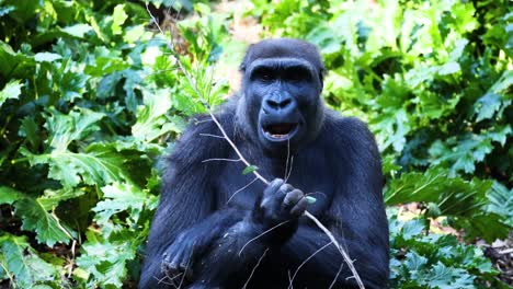 gorilla eating a branch in lush greenery