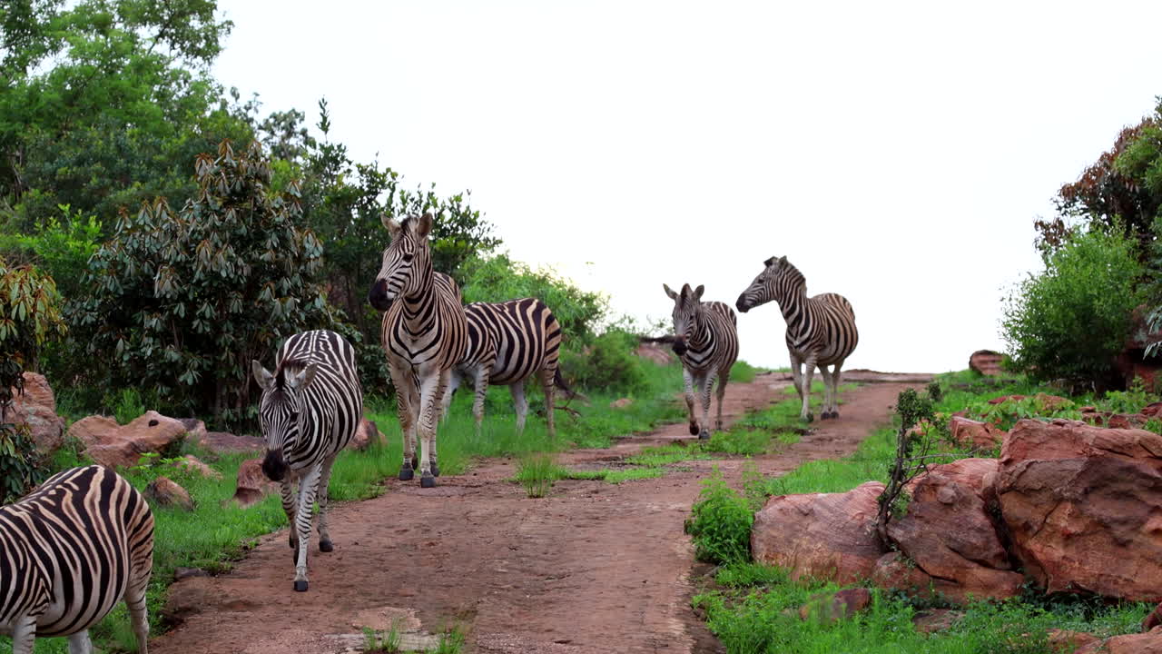 Alert herd of Plains Zebra (Equus quagga) walk in single file over hill
