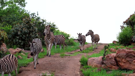 alert herd of plains zebra (equus quagga) walk in single file over hill