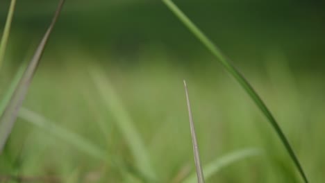 una hierba perenne originaria de asia tropical y subtropical y también introducida en varios países