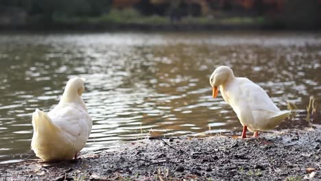 Patos-Orilla-Del-Lago-En-Días-De-Otoño