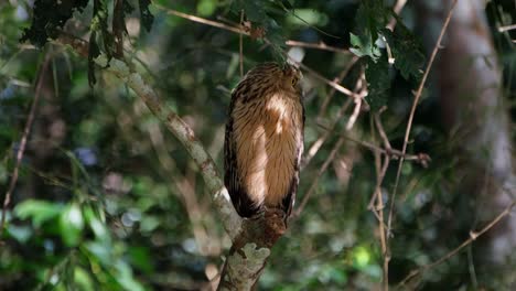 Camera zooms out while facing to the right as it is resting under the shade of a tree in the forest, Buffy Fish Owl Ketupa ketupu, Thailand