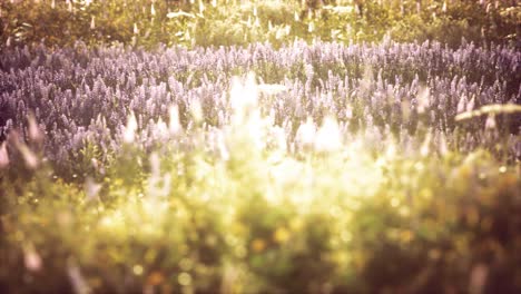 wild field flowers at summer sunset