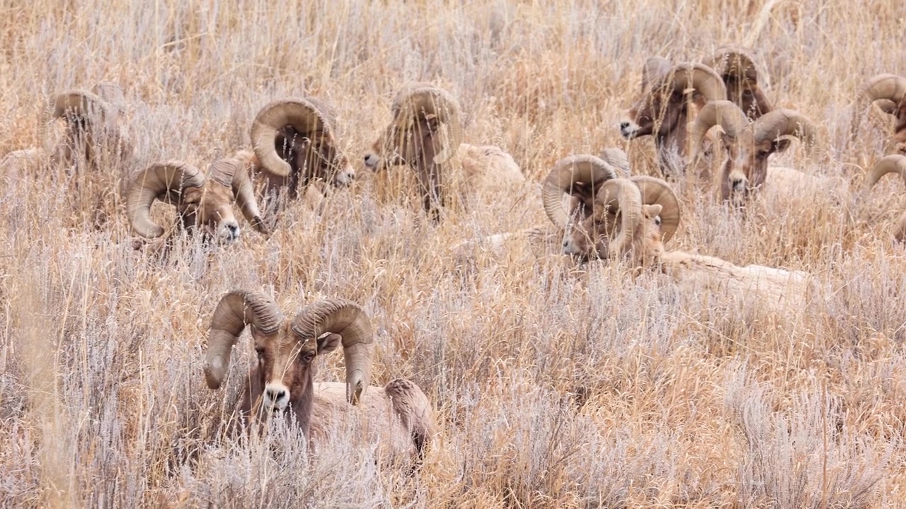 Colorado Yaban Hayatı: Bighorn Koyunu Gözlemi, Şubat 2024.