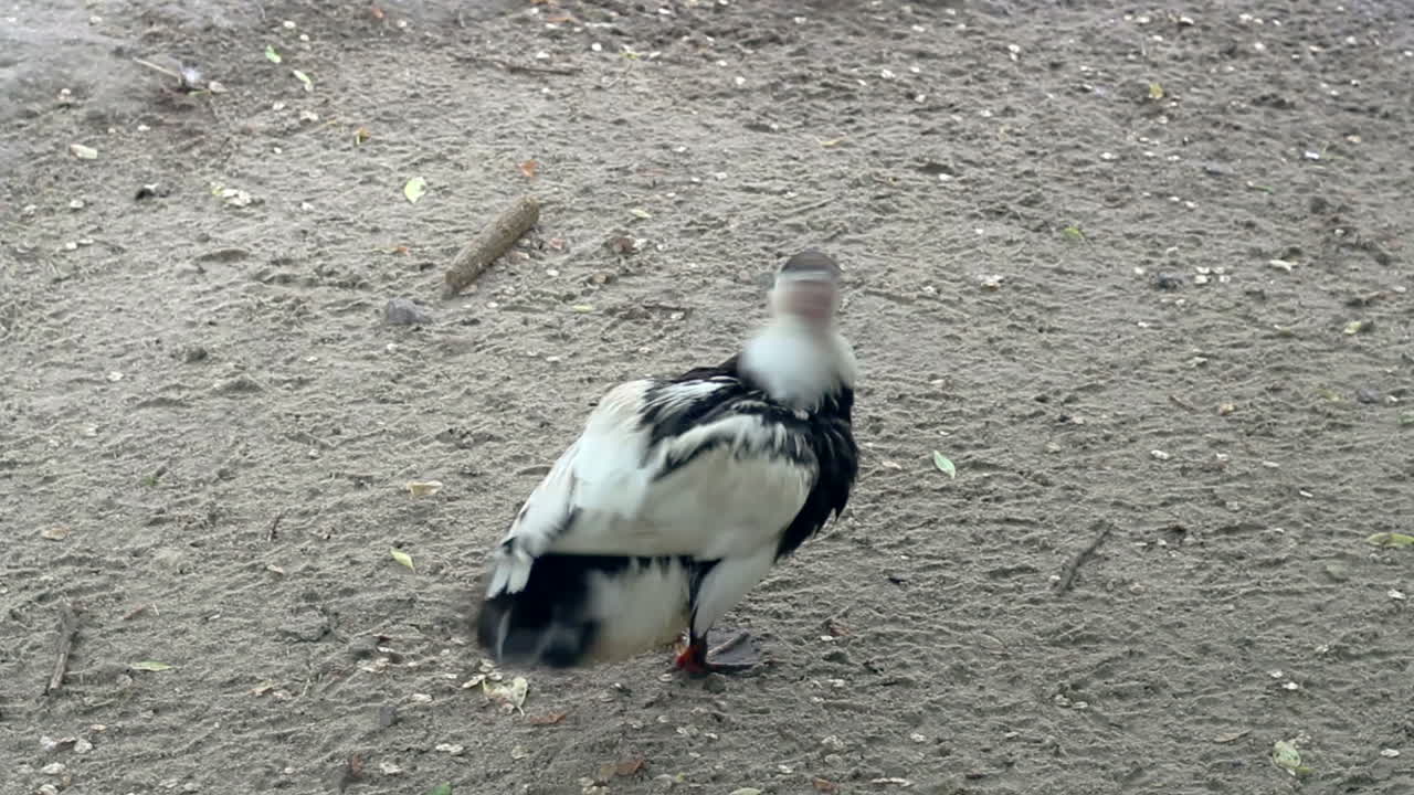el pato salvaje blanco y negro limpia sus alas y plumas en el parque zoológico