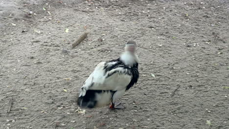 Schwarz-weiße-Wildente-Reinigt-Ihre-Flügel-Und-Federn-Im-Zoologischen-Park