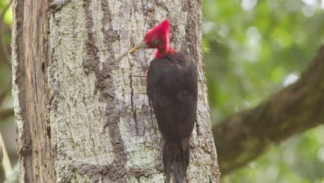 el pájaro carpintero de cuello rojo macho se prende en el tronco del árbol, reserva nacional tambopata