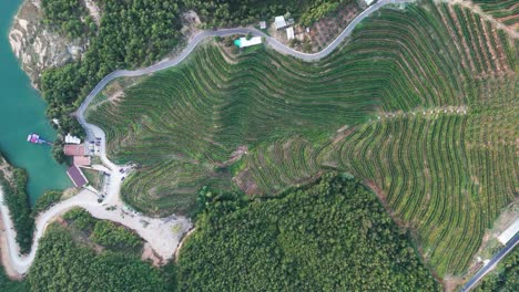 Vista-Aérea-Panorámica-De-Arriba-Hacia-Abajo-Del-Viñedo-Verde-De-La-Ladera-De-La-Montaña-En-Albania