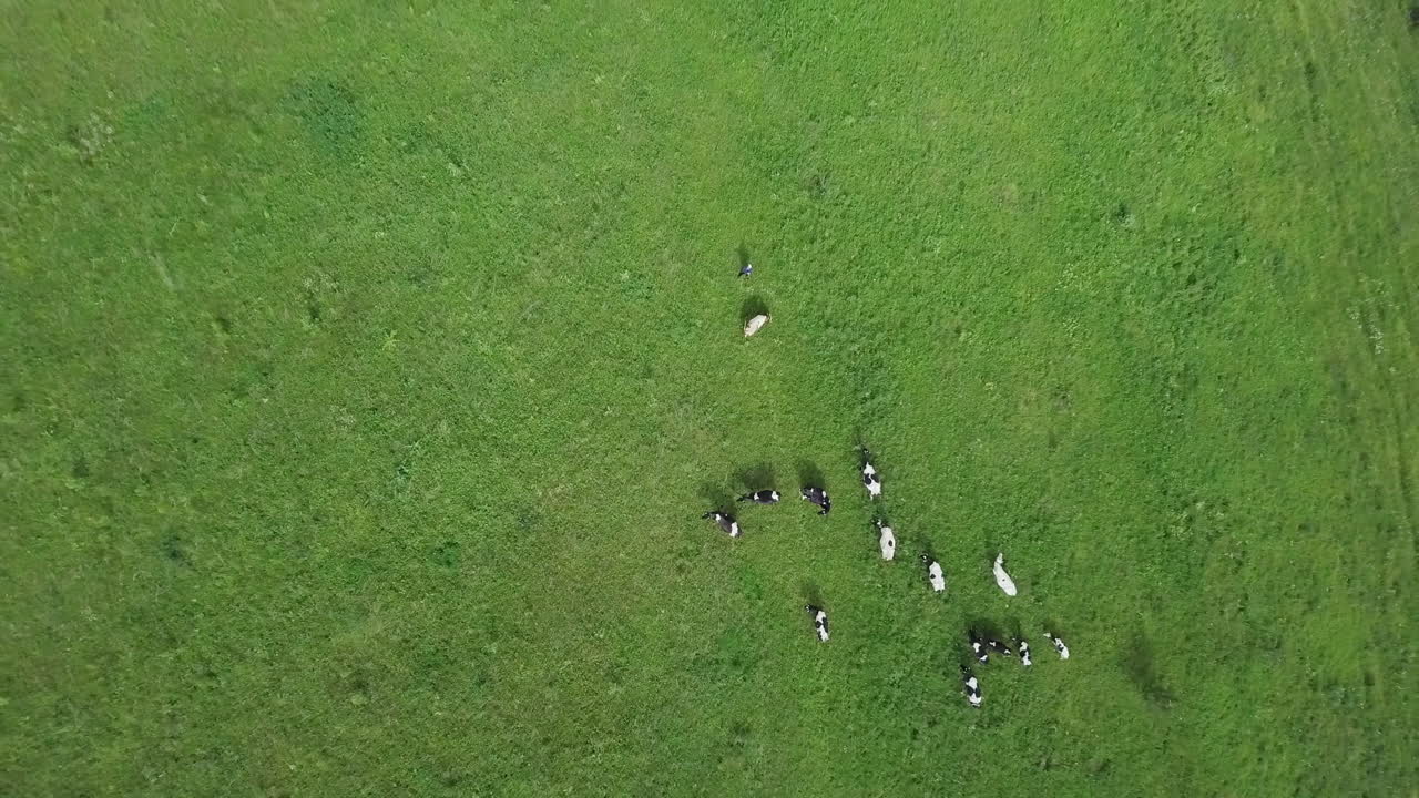 푸른 들판 에서 풀 을 고 있는 소 들 - 공중 에서 볼 수 있는 모습