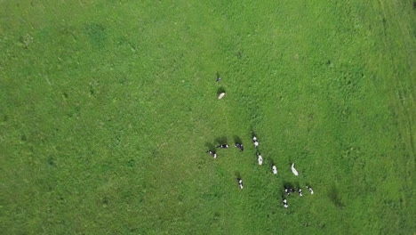 cows grazing in a green meadow - aerial view