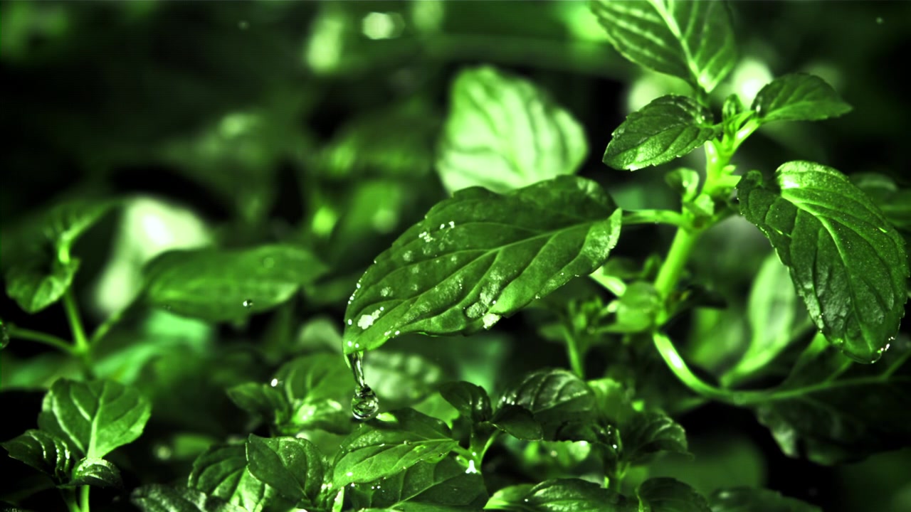Primo piano di gocce d'acqua che gocciolano su foglie verdi fresche