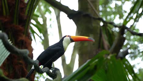 a toco toucan gently bounces while perched on a vine and looks around tilting its head, slow motion