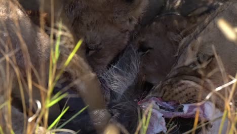 Tierwelt-In-Botswana