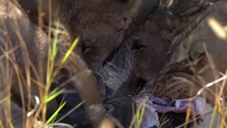 vida silvestre en botswana