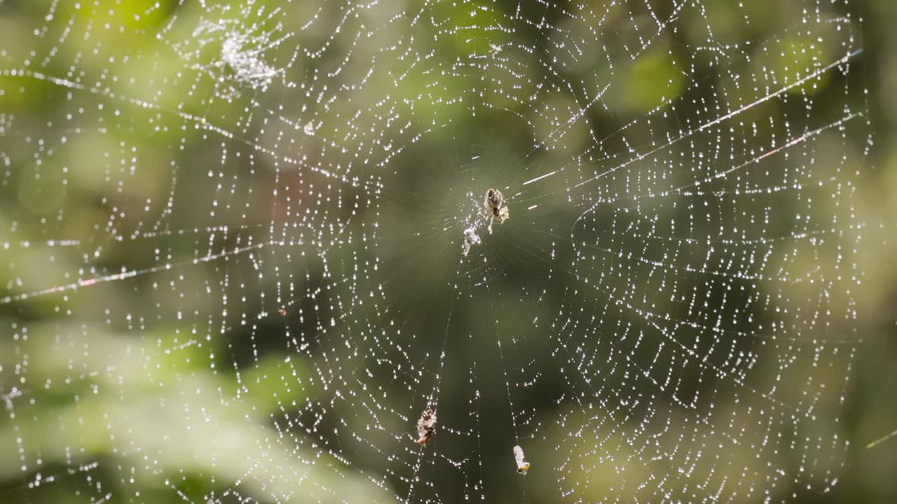 gotas de lluvia en la telaraña, telarañas en pequeñas gotas de lluvia.