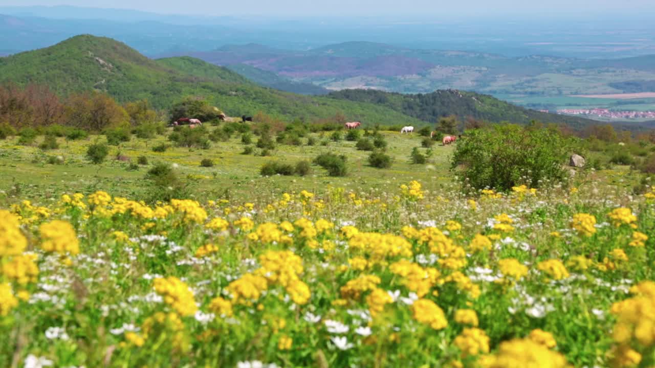 Landscape with wild flowers and horses