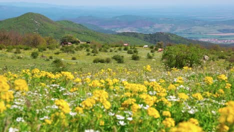 landscape with wild flowers and horses