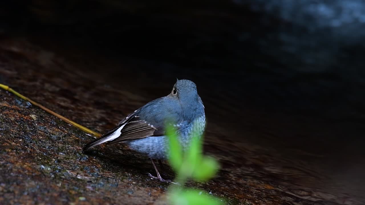 This female Plumbeous Redstart is not as colourful as the male but sure it is so fluffy as a ball of a cute bird