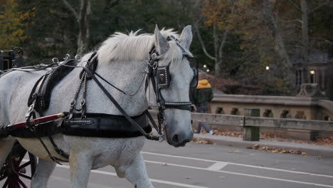 Caballo-Tira-De-Un-Carruaje-A-Través-Del-Parque-Central,-Ciudad-De-Nueva-York