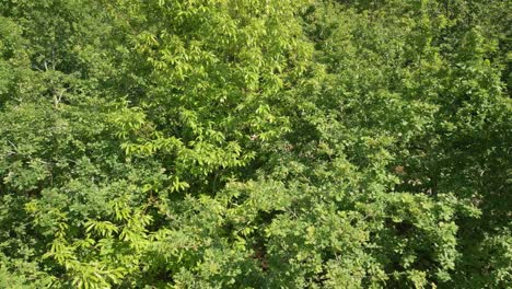 forest filga ceboleira around a pedra filga in caldas de reis, spain. aerial shot