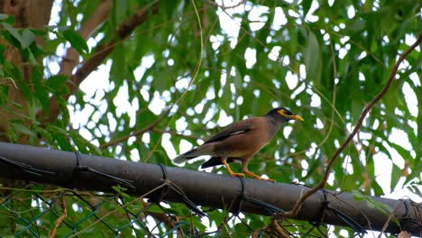 Ein-Wunderschöner-Gemeiner-Myna-Vogel,-Der-Auf-Einem-Ast-Thront-Und-Dann-Wegfliegt---Nahaufnahme