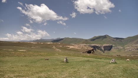 long shot: lone jackal ambles across mountain savanna in south africa