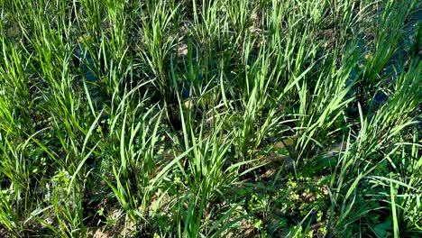 campos de arroz verdes y vibrantes bajo la luz del sol