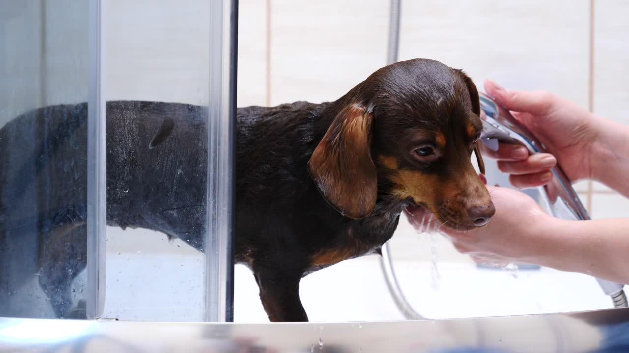 mujer lavando a su pequeño perro en el baño