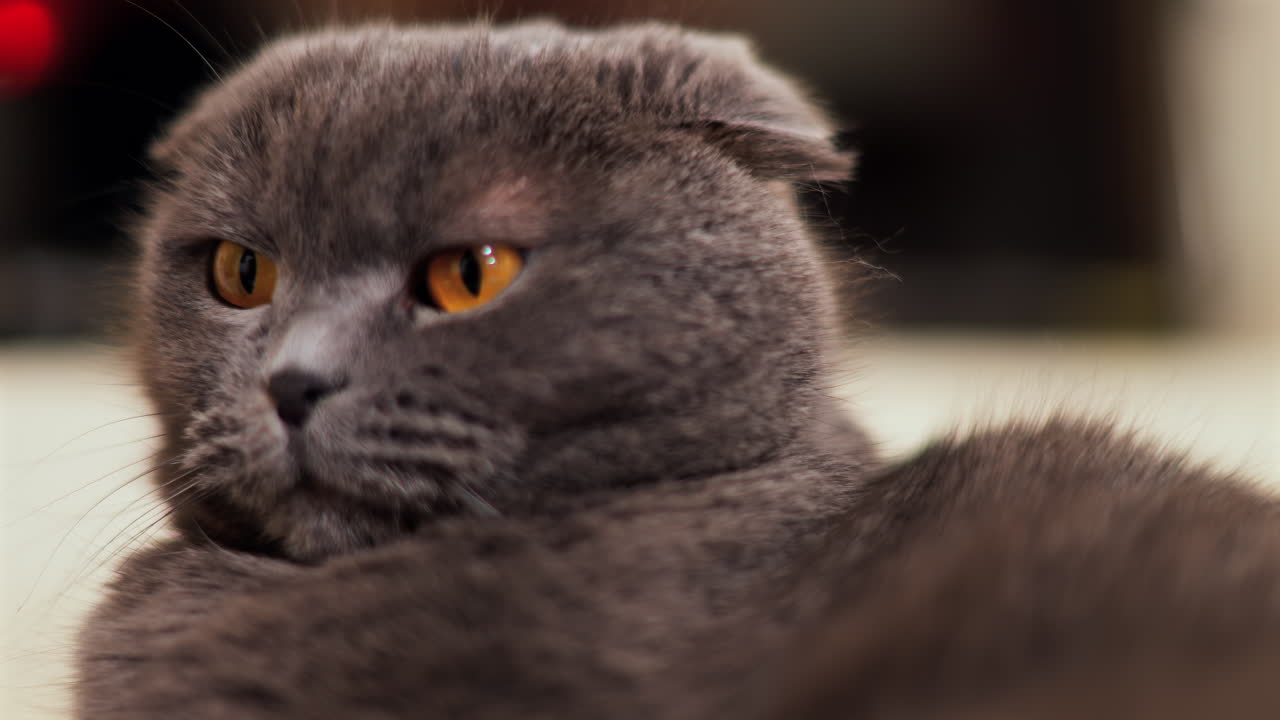 Close up of a gray Scottish fold cat with orange eyes laying on the bed with a blurred background