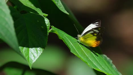 an individual on top of a leaf, an orange gull cepora judith, being blown by a soft breeze at kaeng krachan national park, thailand