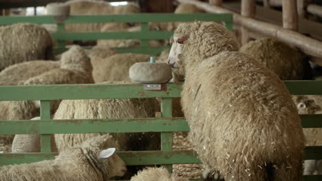 herd of many merino wool sheep inside wooden barn in ranch or farm