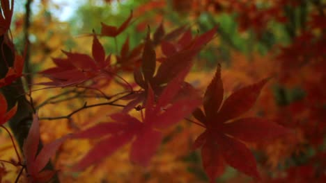 la hoja de los árboles del jardín del bosque de otoño