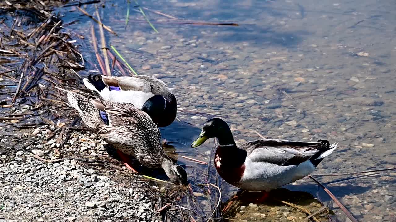 호수 기슭 근처 청둥오리 무리