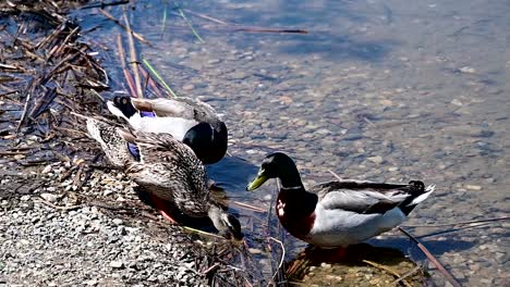 group of mallard ducks near the shore of a lake