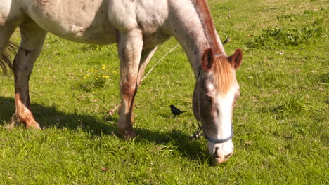 A-white-and-brown-old-horse-eating-fresh-grass-in-a-field-surrounded-by-blackbirds