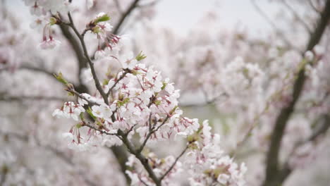 Pétalos-De-Sakura-Ondeando-En-El-Viento-En-Un-Día-Nublado-Y-Sombrío