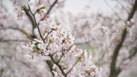 pétalos de sakura ondeando en el viento en un día nublado y sombrío
