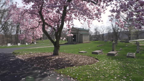 4k:-Schwenk-Um-Einen-Wunderschönen-Magnolienbaum-Mit-Großen-Rosa-Blüten,-Der-An-Einem-Schönen-Tag-Auf-Einem-Alten-Friedhof-Blüht