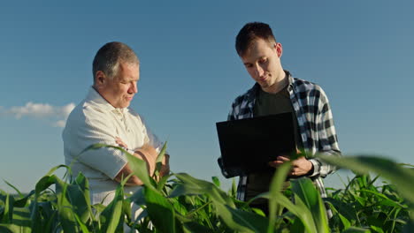 farmers discussing crop analysis in corn field