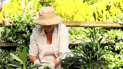 mature woman potting plants in the garden