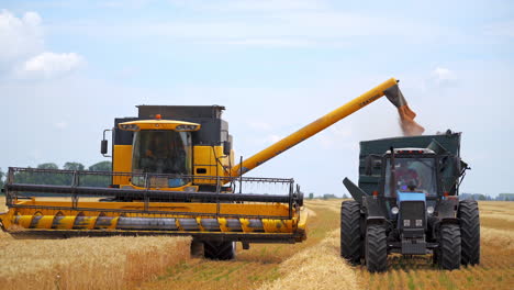 combiner harvesting the wheat field. tractor with trailer working in tandem alongside working combine harvester