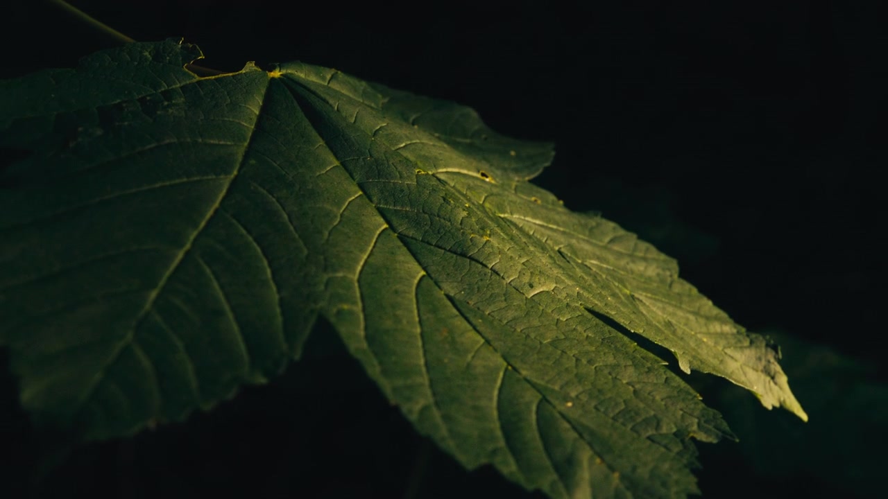 Single hazel-style leaf catches a narrow band of warm light against a nearly black forest background, emphasizing texture and veins.